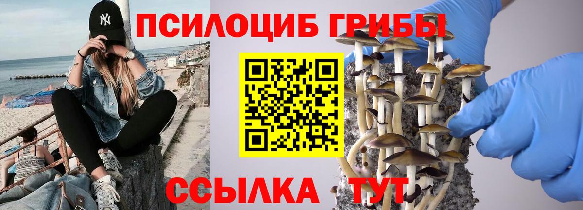 Галлюциногенные грибы Cubensis Курчатов